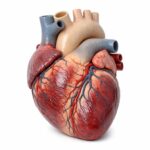 Jak wybrać i wykorzystać edukacyjne modele anatomiczne w nauce budowy ciała