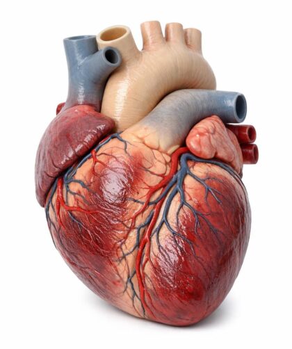 Jak wybrać i wykorzystać edukacyjne modele anatomiczne w nauce budowy ciała