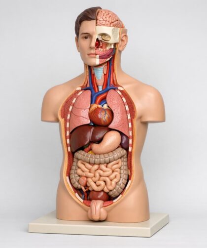 Anatomiczne modele, które uczą: praktyczny przewodnik po modelach do nauki anatomii ludzi i zwierząt