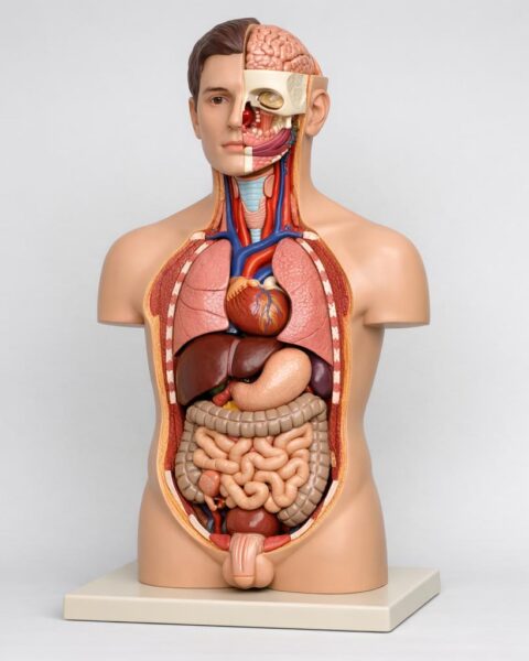 Anatomiczne modele, które uczą: praktyczny przewodnik po modelach do nauki anatomii ludzi i zwierząt