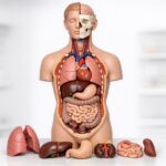 Modele anatomiczne w praktyce: jak wybierać i wykorzystywać w nauce budowy ciała