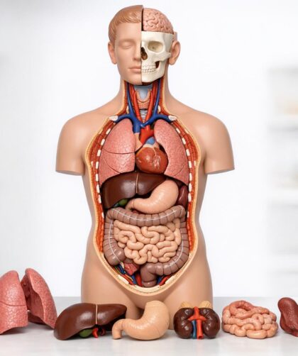 Modele anatomiczne w praktyce: jak wybierać i wykorzystywać w nauce budowy ciała