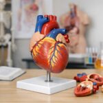 Modele anatomiczne jako skuteczna pomoc w nauce anatomii człowieka