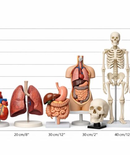 Jak wybrać i wykorzystać modele anatomiczne — przewodnik dla studentów i specjalistów